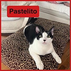 Photo of Pastelito