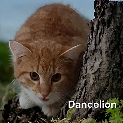 Thumbnail photo of Dandelion #2