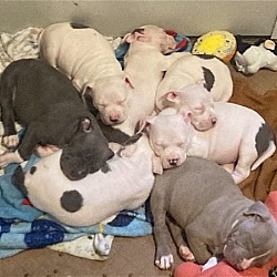 Photo of Pit puppies