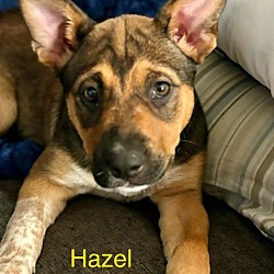 Thumbnail photo of Hazel #1