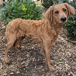 Thumbnail photo of Goldendoodle Gretchen HOUSE & CRATE TRAINED! #4