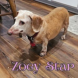 Thumbnail photo of Zoey Star #3