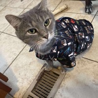 adopt a pet