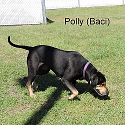 Thumbnail photo of Polly (Baci) #2