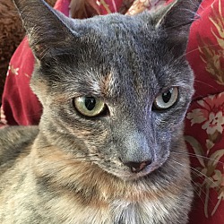 Thumbnail photo of Qwynn (Sweet Dilute Tortie) #4