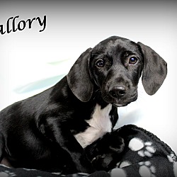 Thumbnail photo of Mallory~adopted! #2