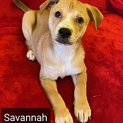 Thumbnail photo of Savannah #1