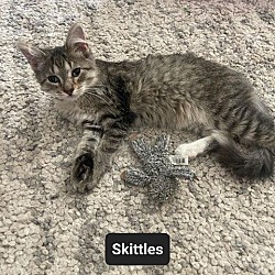 Thumbnail photo of Skittles #1