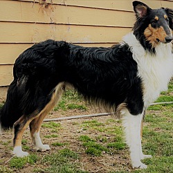 Photo of Domino