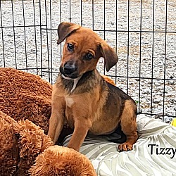 Thumbnail photo of Tizzy ~ meet me! #1