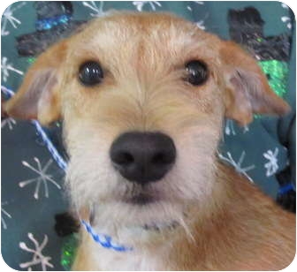 irish terrier chihuahua mix