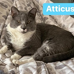 Thumbnail photo of Atticus #2