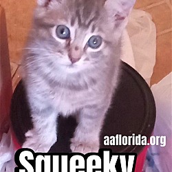 Photo of Squeeky