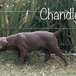 Thumbnail photo of Chandler #2