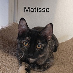 Thumbnail photo of Matisse ( unsocialized barn kitten) #2