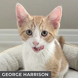 Thumbnail photo of George Harrison #1