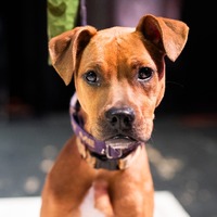 adopt a pet