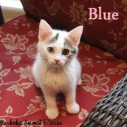 Thumbnail photo of Blue - Adopted - November 2016 #2