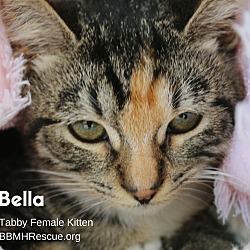 Thumbnail photo of Bella #4