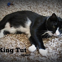 Thumbnail photo of King Tut #1