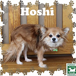 Photo of Hoshi
