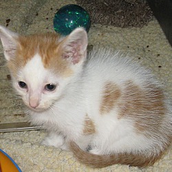 Thumbnail photo of Ernest-ADOPTED #3