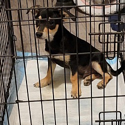 Photo of baby Kirby -  Foster needed