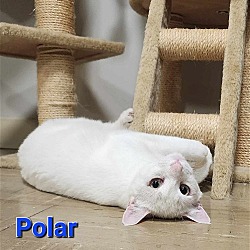 Thumbnail photo of Polar #1