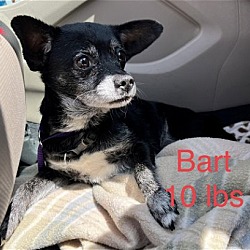 Photo of Bart