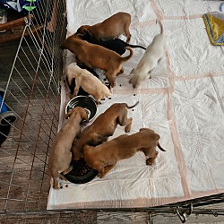 Photo of Litter of 8