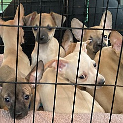 Photo of Litter of 7 chihuahuas