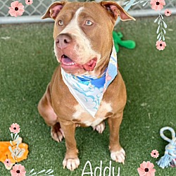 Thumbnail photo of ADDY #4