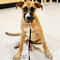 adopt a pet