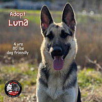 adopt a pet