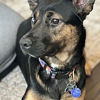 adopt a pet