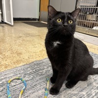 adopt-pet