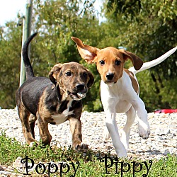 Thumbnail photo of Poppy ~ adopted! #3