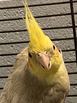 Cockatiel for sale hot sale maryland