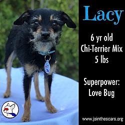Thumbnail photo of Lacy #1