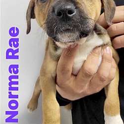 Thumbnail photo of Norma Rae (Sally Fields Pup) #4