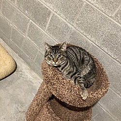 Photo of Trapper