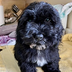 Flat coat store cockapoo for sale