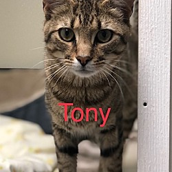 Photo of TONY