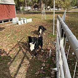 Photo of F-Er & Burnie (2 dogs)