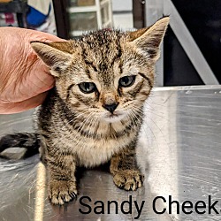 Thumbnail photo of Sandy Cheeks #2
