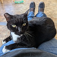 adopt a pet