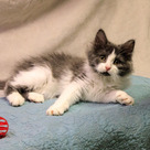 Adopt A Pet :: Appt. Pending - Pelican - Versailles, KY