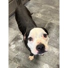 Adopt A Pet :: Bingo - Jackson, MI