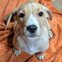 BIRDIE - Labrador Retriever / Beagle available for adoption