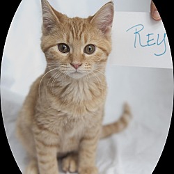 Thumbnail photo of Rey #2
